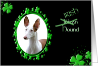 St Patrick’s Greeting Card - (Irish) Ibizan Hound card