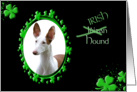 St Patrick’s Greeting Card - (Irish) Ibizan Hound card