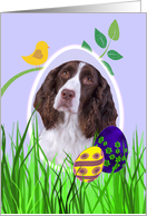 Easter Card featuring a liver English Springer Spaniel card