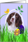 Easter Card featuring a liver English Springer Spaniel card