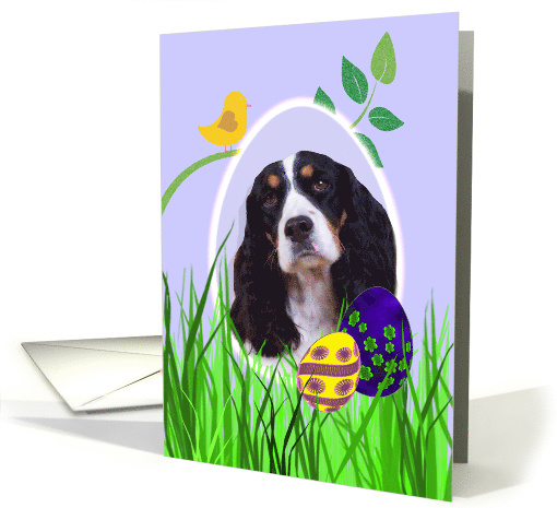 Easter Card featuring a black tri English Springer Spaniel card