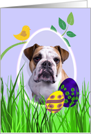 Easter Card featuring an English Bulldog card