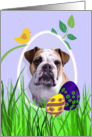 Easter Card featuring an English Bulldog card