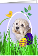 Easter Card featuring a Dandie Dinmont Terrier card
