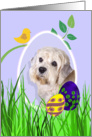 Easter Card featuring a Dandie Dinmont Terrier card