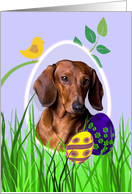 Easter Card featuring a red Dachshund card