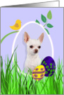 Easter Card featuring a white Chihuahua card