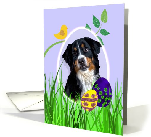 Easter Card featuring a Bernese Mountain Dog card (794005)