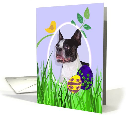 Easter Card featuring a Boston Terrier card (794236)