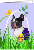 Easter Card featuring a Boston Terrier card