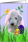 Easter Card featuring a Bedlington Terrier card