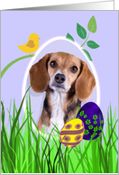 Easter Card featuring a Beagle card