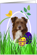 Easter Card featuring a red Australian Shepherd card