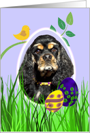 Easter Card featuring a tri-colored American Cocker Spaniel card