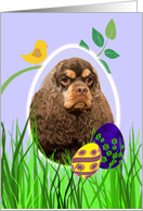 Easter Card featuring a chocolate/tan American Cocker Spaniel card