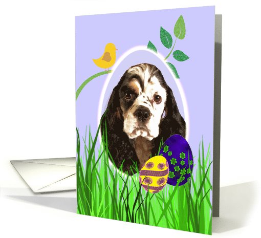 Easter Card featuring a parti/tri American Cocker Spaniel card