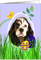 Easter Card featuring a parti/tri American Cocker Spaniel card