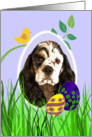 Easter Card featuring a parti/tri American Cocker Spaniel card