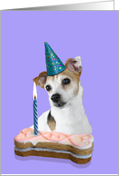 Birthday Card featuring a Jack Russell Terrier card