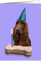 Birthday Card featuring an Irish Setter card