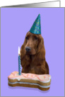 Birthday Card featuring an Irish Setter card