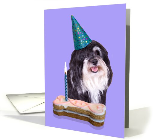 Birthday Card featuring a Havanese card (794773)