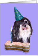 Birthday Card featuring a Havanese card