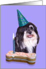 Birthday Card featuring a Havanese card