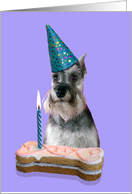 Birthday Card featuring a Miniature Schnauzer card