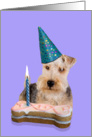 Birthday Card featuring a Lakeland Terrier card