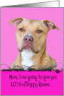 Mothers Day Licker License - featuring an American Staffordshire Terrier card