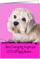 Mothers Day Licker License - featuring a Dandie Dinmont Terrier card