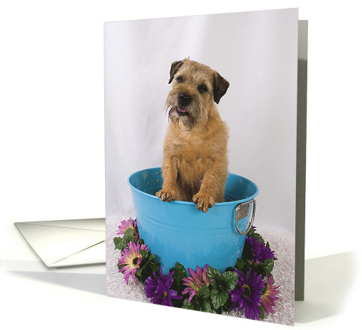 All Occasion - featuring a Border Terrier card (799481)