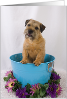 All Occasion - featuring a Border Terrier card