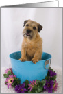 All Occasion - featuring a Border Terrier card