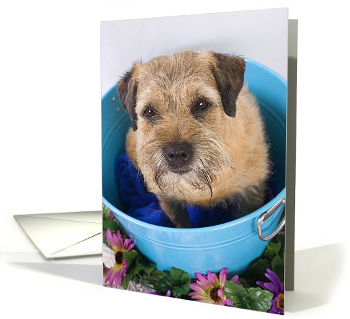 Hello greeting card - featuring a Border Terrier card (799484)