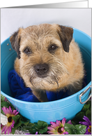 Hello greeting card - featuring a Border Terrier card