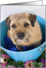 Hello greeting card - featuring a Border Terrier card