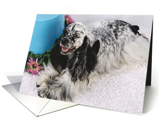 All Occasion Card - featuring an American Cocker Spaniel card (799487)