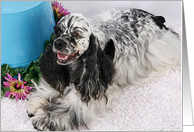 All Occasion Card - featuring an American Cocker Spaniel card