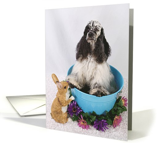 Happy Easter Card - featuring an American Cocker Spaniel card (799490)