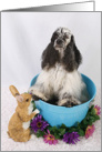 Happy Easter Card - featuring an American Cocker Spaniel card