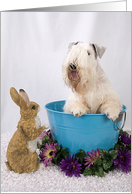 Happy Easter Card - featuring a Sealyham Terrier card