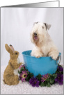 Happy Easter Card - featuring a Sealyham Terrier card