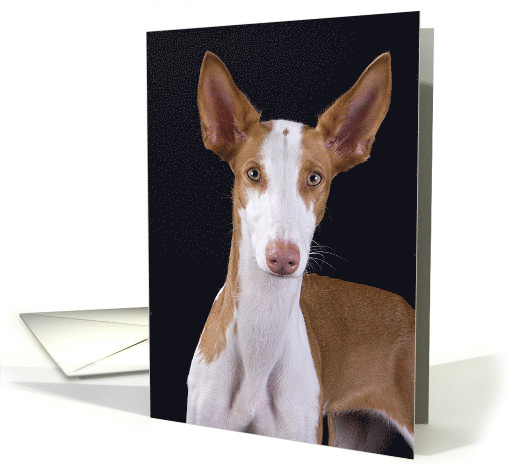 Time to Catch Up - featuring an Ibizan Hound card (802326)