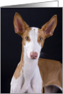 Time to Catch Up - featuring an Ibizan Hound card