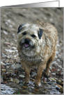 All Occasion Card - featuring a Border Terrier card
