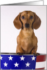 Patriotic Dachshund - all occasion card