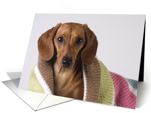 Get Well Soon - featuring a Dachshund card (802349)