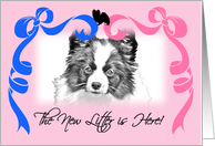 Papillon New Litter Announcement card